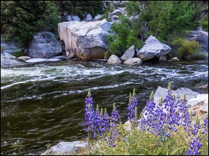 Stany Zjednoczone, Merced River, Kalifornia, Łubin, Park Narodowy Yosemite, Kamienie, Głazy, Rzeka, Kwiaty