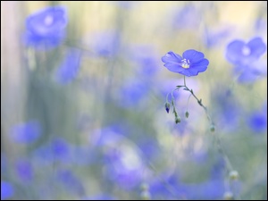 Rozmycie, Niebieskie, Kwiaty, Len