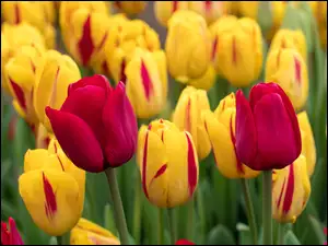 Tulipany, Kwiaty, Żółte, Różowe
