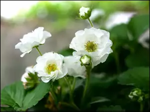 Białe kwiaty truskawek