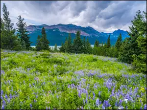 Drzewa, Park Narodowy Glacier, Kwiaty, Góry, Montana, Łubin, Łąka, Stany Zjednoczone