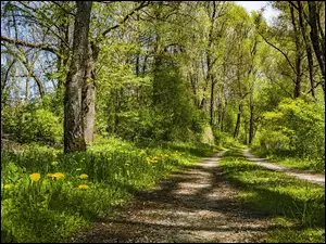 Ścieżka pomiędzy rozświetlonymi drzewami