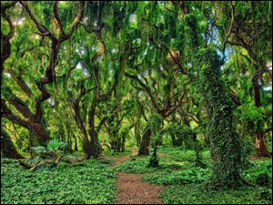 Ścieżka w zielonym omszałym lesie