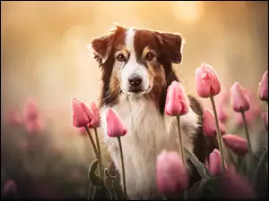 Owczarek australijski, Pies, Brązowo biały, Tulipany różowe, Shepherd, Kwiaty