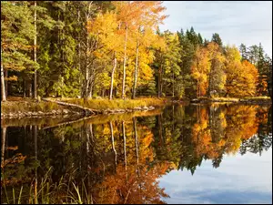 Jezioro, Jesień, Drzewa, Las, Odbicie