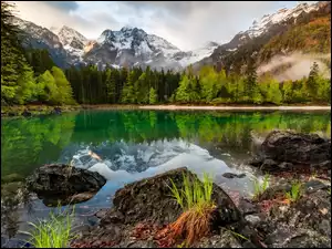 Austria, Góry, Jezioro Odseen, Drzewa