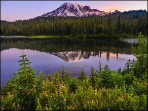Odbicie, Waszyngton, Kwiaty, Reflection Lake, Drzewa, Park Narodowy Mount Rainier, Góra, Stany Zjednoczone, Jezioro