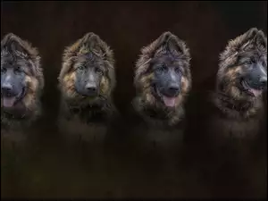 Cztery szczeniaki owczarka niemieckiego