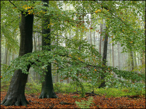 Drzewa w zamglonym lesie jesienią