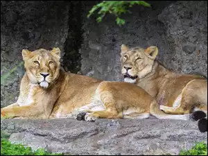 Dwa leżące lwy przy skale