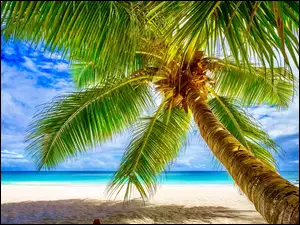 Pochylona palma kokosowa