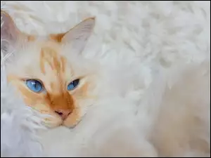 Mordka niebieskookiego kota leżącego na białym kocu