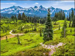 Drzewa, Park Narodowy Mount Rainier, Łąka, Stan Waszyngton, Góry, Droga, Stany Zjednoczone, Tatoosh Range