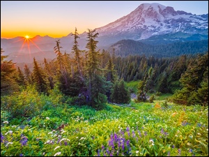 Drzewa, Waszyngton, Polne, Łąka, Kwiaty, Park Narodowy Mount Rainier, Stratowulkan Mount Rainier, Stany Zjednoczone, Promienie słońca