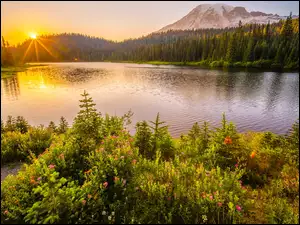Stany Zjednoczone, Stratowulkan Mount Rainier, Waszyngton, Drzewa, Park Narodowy Mount Rainier, Jezioro, Łąka, Promienie słońca, Kwiaty