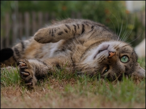 Leżący na trawie bury kot