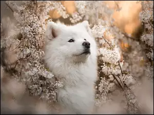Spojrzenie, Wiosna, Samojed, Pies, Kwiaty