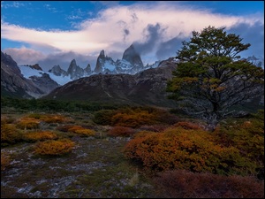 Drzewo, Pożółkłe, Argentyna, Góry, Patagonia, Park Narodowy Los Glaciares, Rośliny