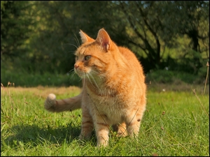 Rudy kotek na trawie