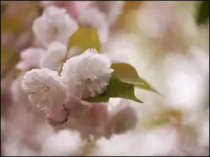Wiśnia japońska, Drzewo owocowe, Kwiaty, Różowe, Liście