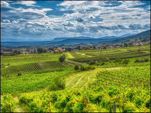 Winnica w gminie Gumpoldskirchen w Austrii