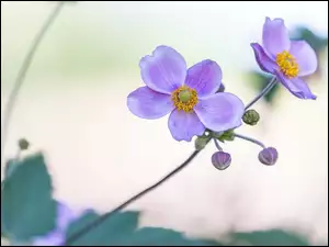 Dwa rozkwitnięte fioletowe zawilce japońskie i pąki obok