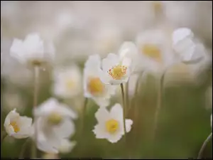 Kwiaty, Zawilce wielkokwiatowe, Zbliżenie, Białe