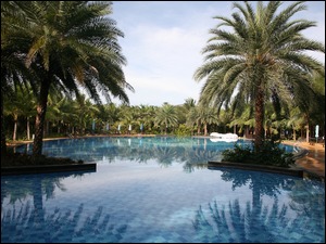 Palmy nad basenem w hotelu