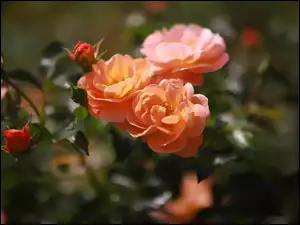 Krzew, Róże, Kwiaty