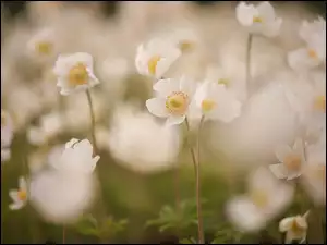 Kwiaty, Białe, Zawilce wielkokwiatowe