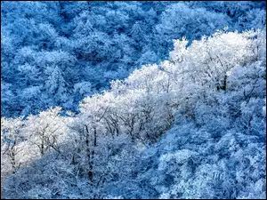 Śnieg, Krzewy, Las, Zima, Drzewa