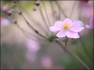 Zbliżenie, Różowy, Kwiat, Zawilec japoński