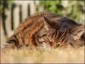 Śpiący w trawie bury kot