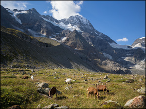 Kozy w dolinie Lauterbrunnental