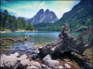 Suchy konar na kamienistym brzegu górskiego jeziora