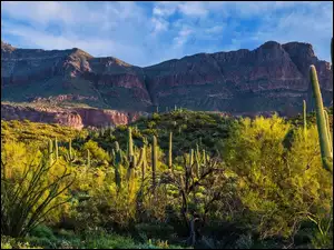Superstition Mountains, Stany Zjednoczone, Sonoran Desert, Kaktusy, Arizona, Góry, Krzewy, Pustynia