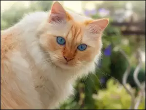 Rudawy kot z niebieskimi oczami w zbliżeniu
