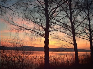 Drzewa i rośliny nad jeziorem o zachodzie słońca