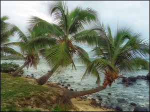 Pochylone palmy na wyspie Mauritius