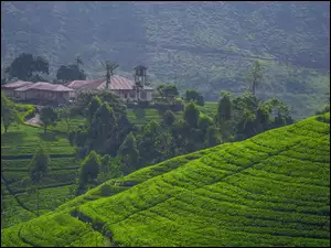 Plantacja herbaty w Sri Lance