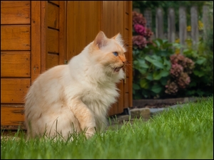 Rudawy kot obok altanki w ogrodzie