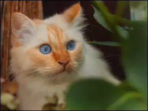 Błękitnooki kot przy liściach w rozmyciu