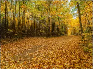 Pożółkłe drzewa i liście w jesiennym lesie