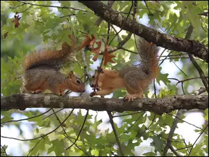 Dwie rude wiewiórki na konarze drzewa
