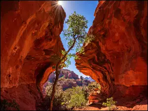 Drzewo pomiędzy skałami w Arizonie