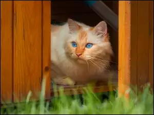 Niebieskooki kot w altance