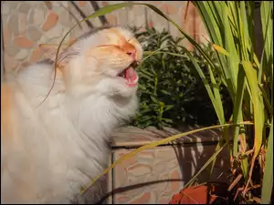 Kot podgryzający roślinkę
