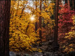 Kamienie, Jesień, Las, Drzewa