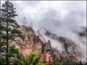 Mgła, Drzewa, Stany Zjednoczone, Góry, Arizona, Oak Creek Canyon, Sosny