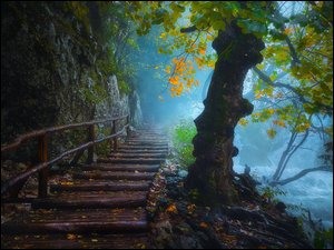 Drzewa, Chorwacja, Las, Mgła, Plitvice, Rzeka, Schody, Park Narodowy Jezior Plitwickich